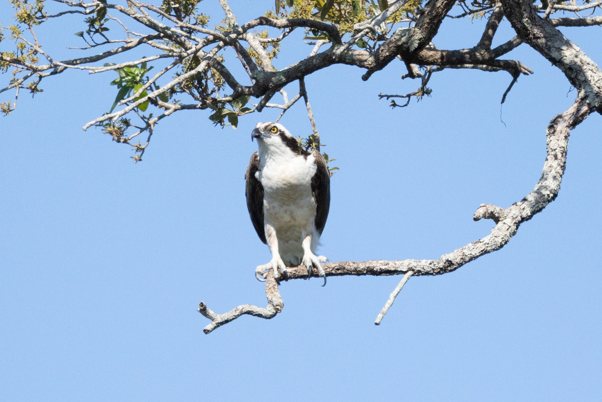 Osprey